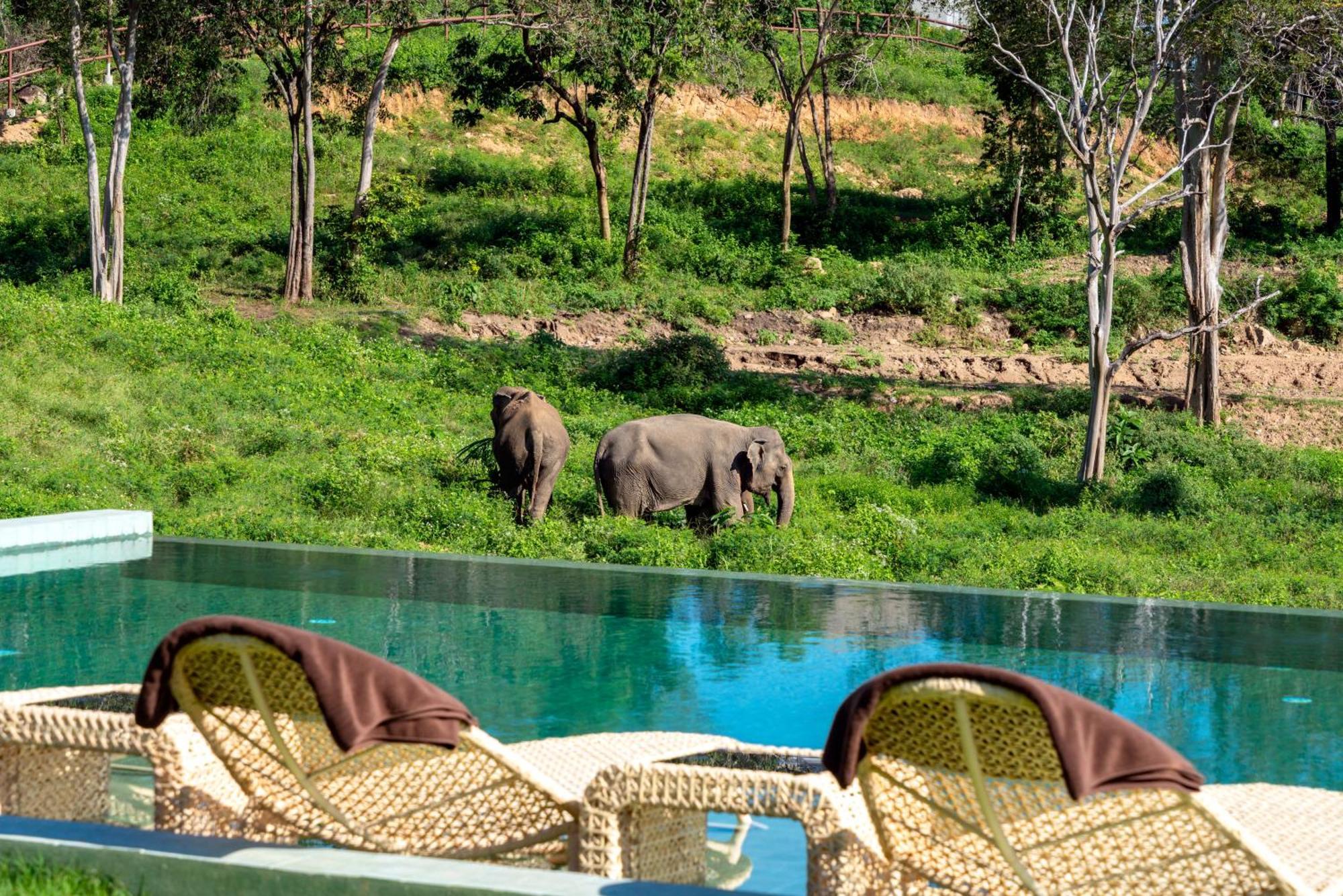 Wild Cottages Elephant Sanctuary Resort Amphoe Koksamui Εξωτερικό φωτογραφία