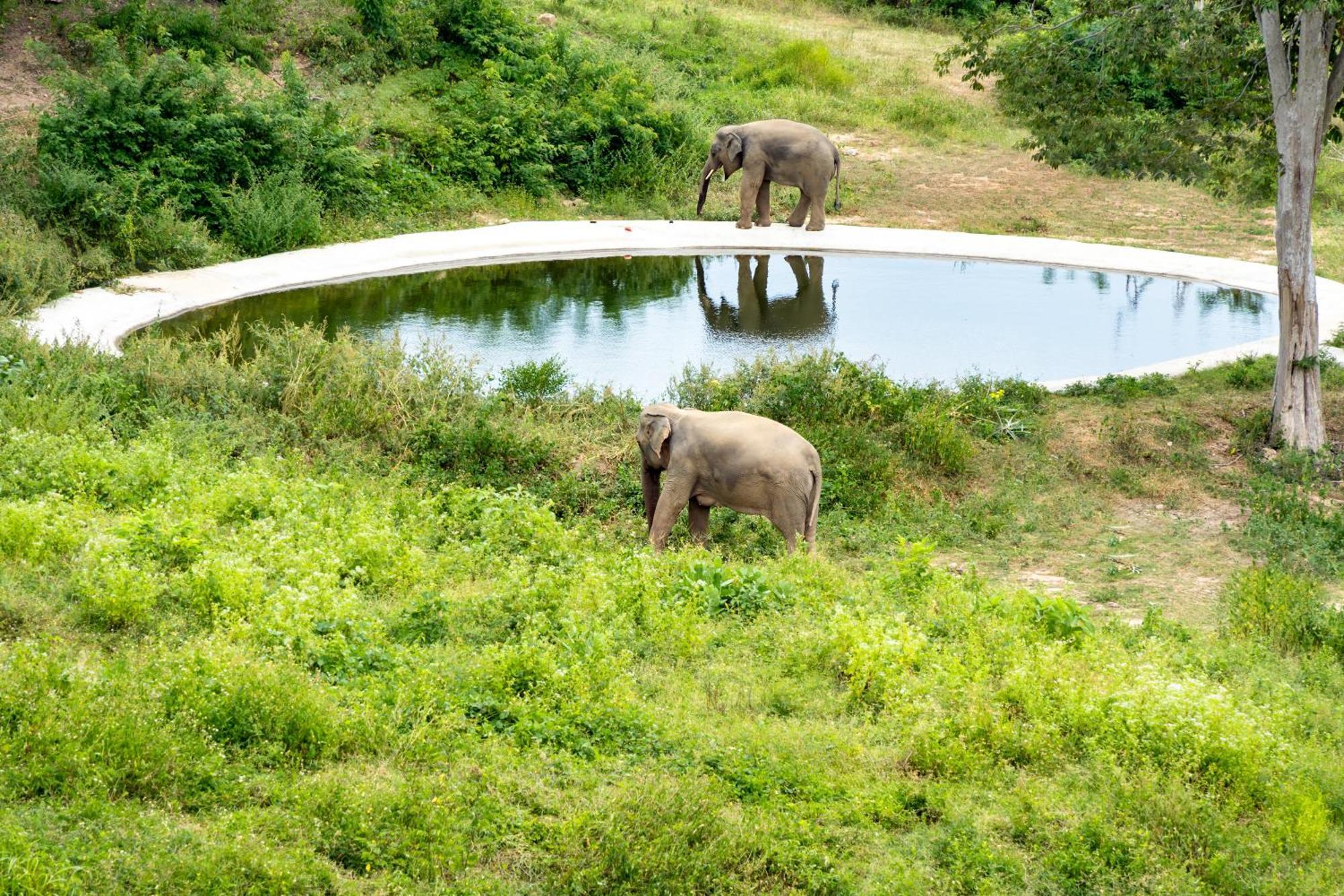 Wild Cottages Elephant Sanctuary Resort Amphoe Koksamui Εξωτερικό φωτογραφία