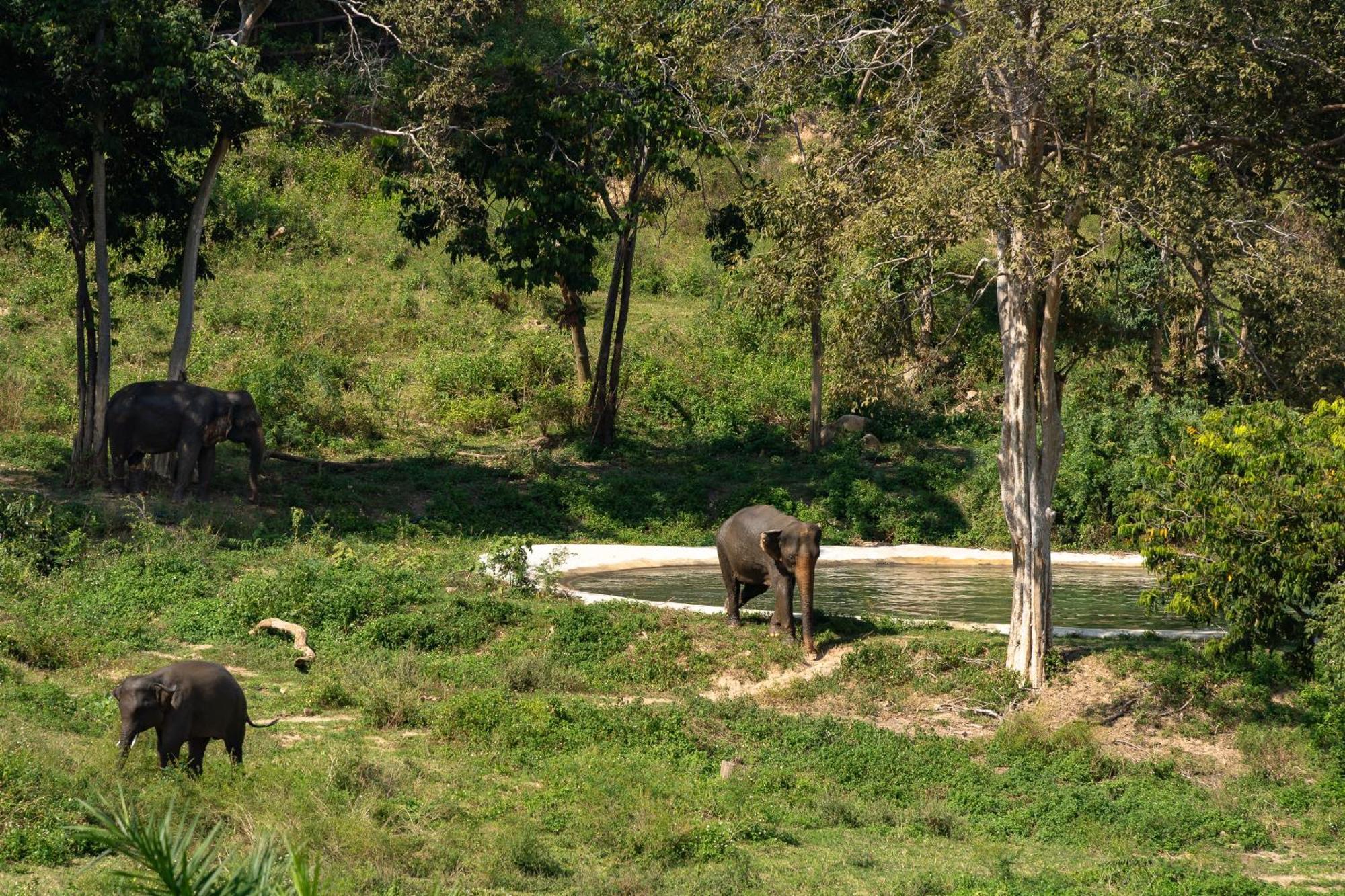 Wild Cottages Elephant Sanctuary Resort Amphoe Koksamui Εξωτερικό φωτογραφία