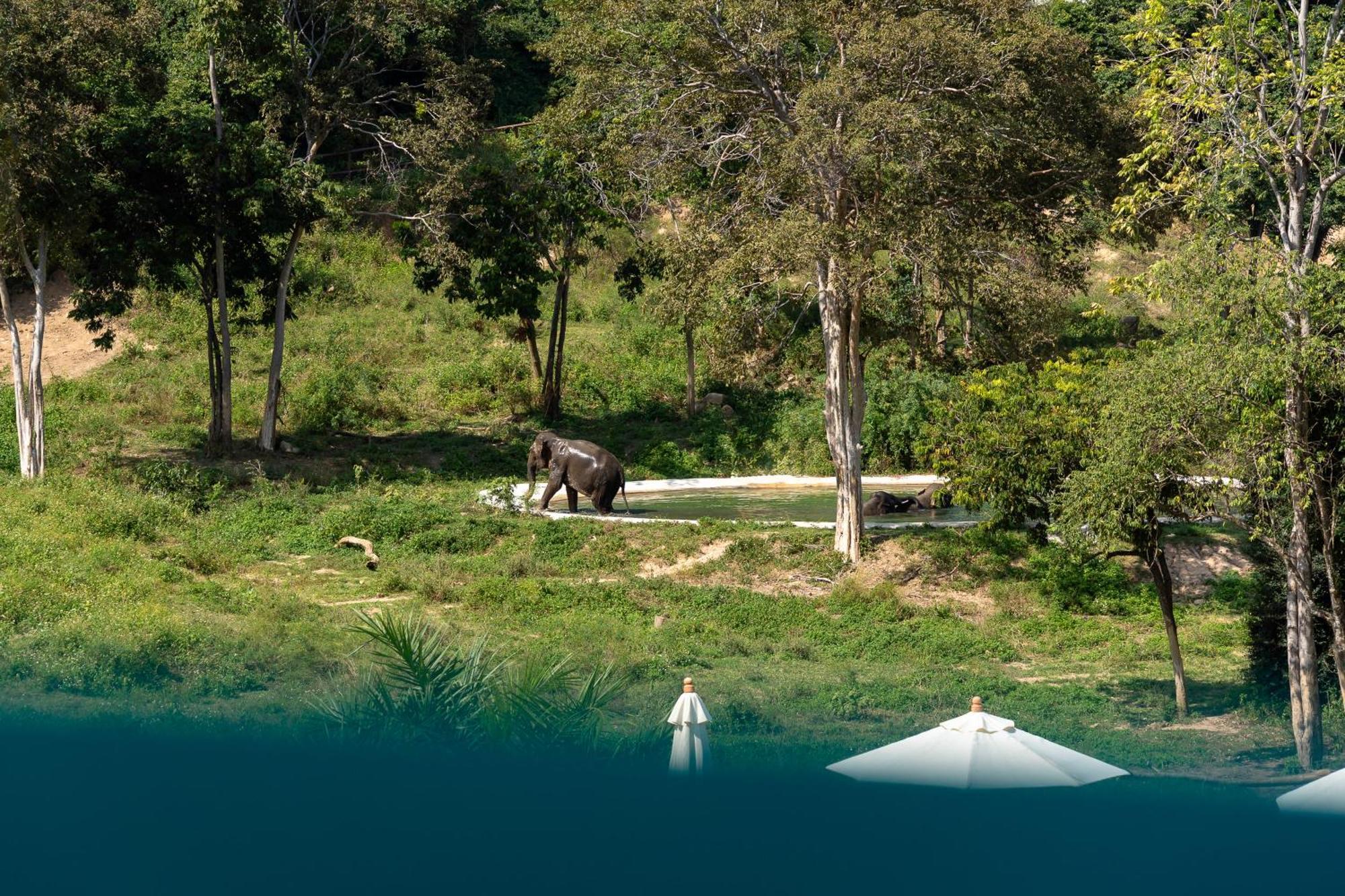 Wild Cottages Elephant Sanctuary Resort Amphoe Koksamui Εξωτερικό φωτογραφία