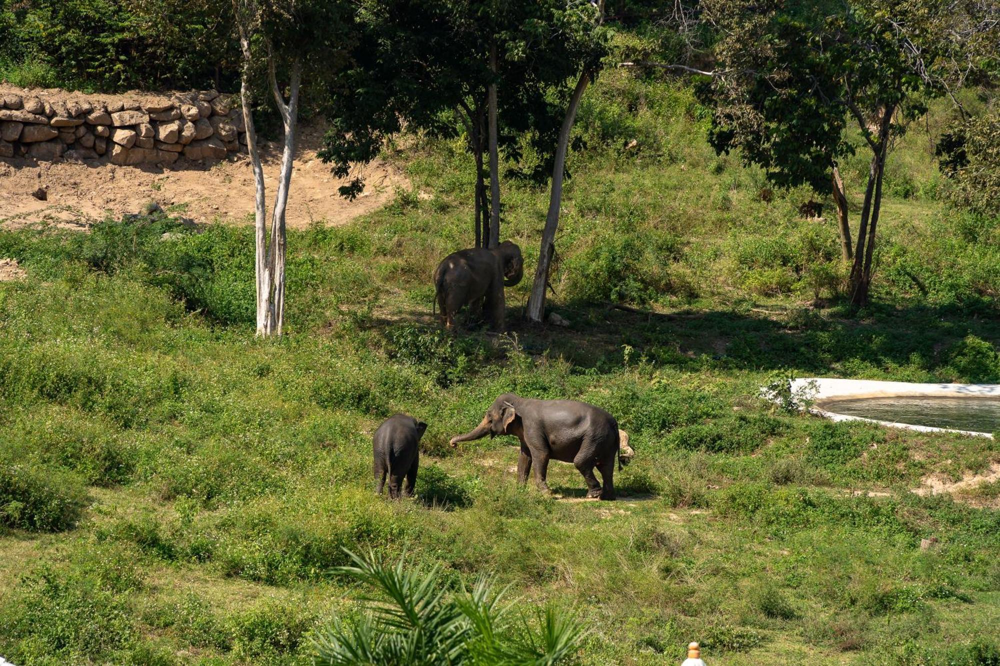 Wild Cottages Elephant Sanctuary Resort Amphoe Koksamui Εξωτερικό φωτογραφία