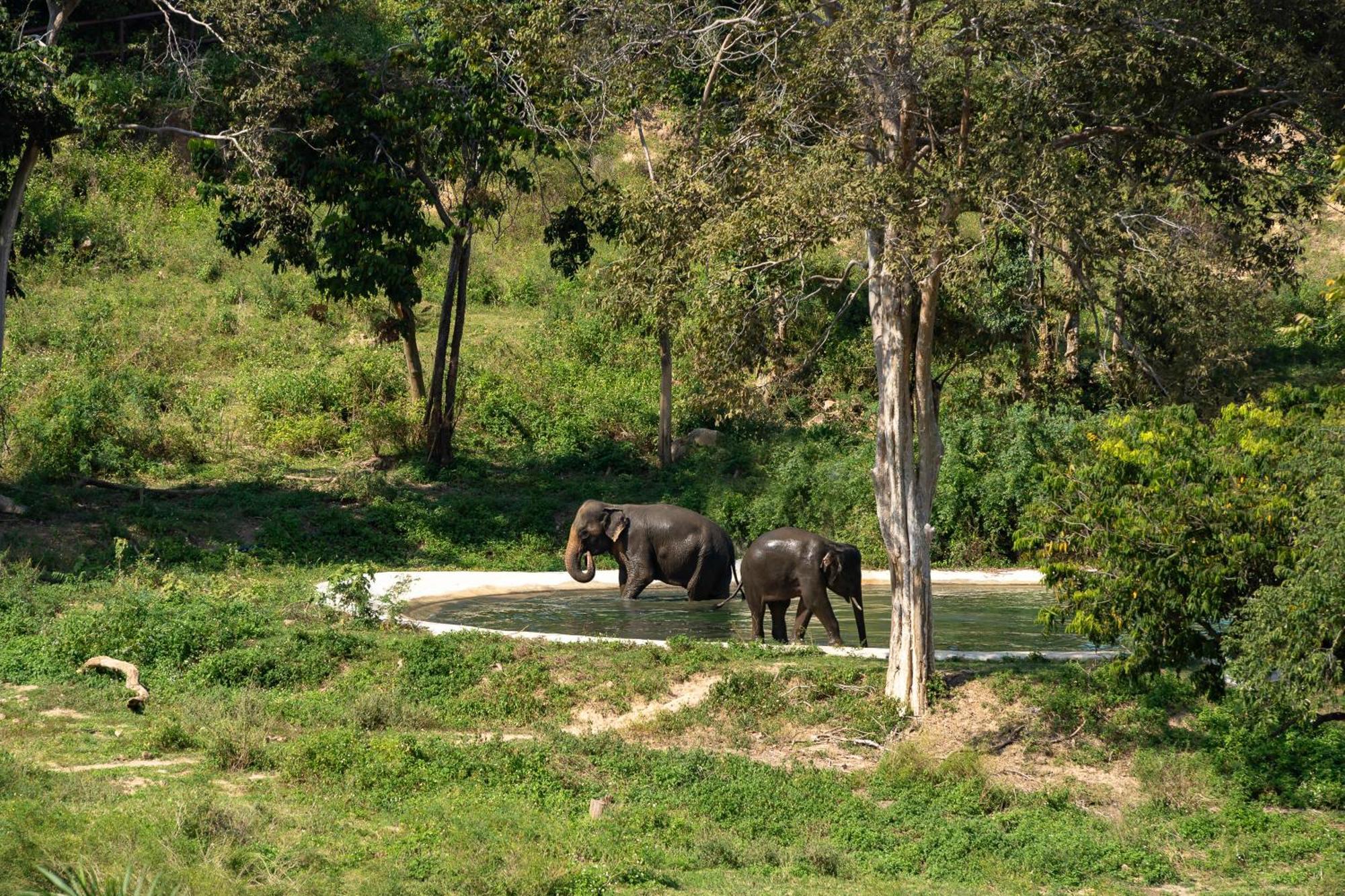 Wild Cottages Elephant Sanctuary Resort Amphoe Koksamui Εξωτερικό φωτογραφία