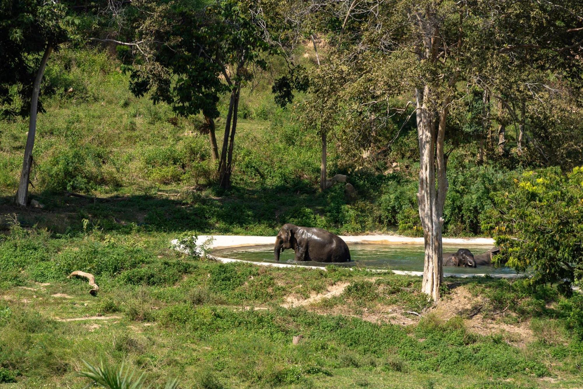 Wild Cottages Elephant Sanctuary Resort Amphoe Koksamui Εξωτερικό φωτογραφία