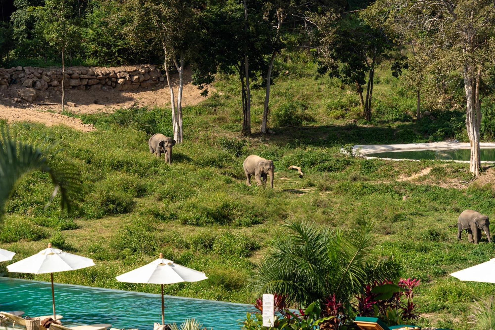 Wild Cottages Elephant Sanctuary Resort Amphoe Koksamui Εξωτερικό φωτογραφία