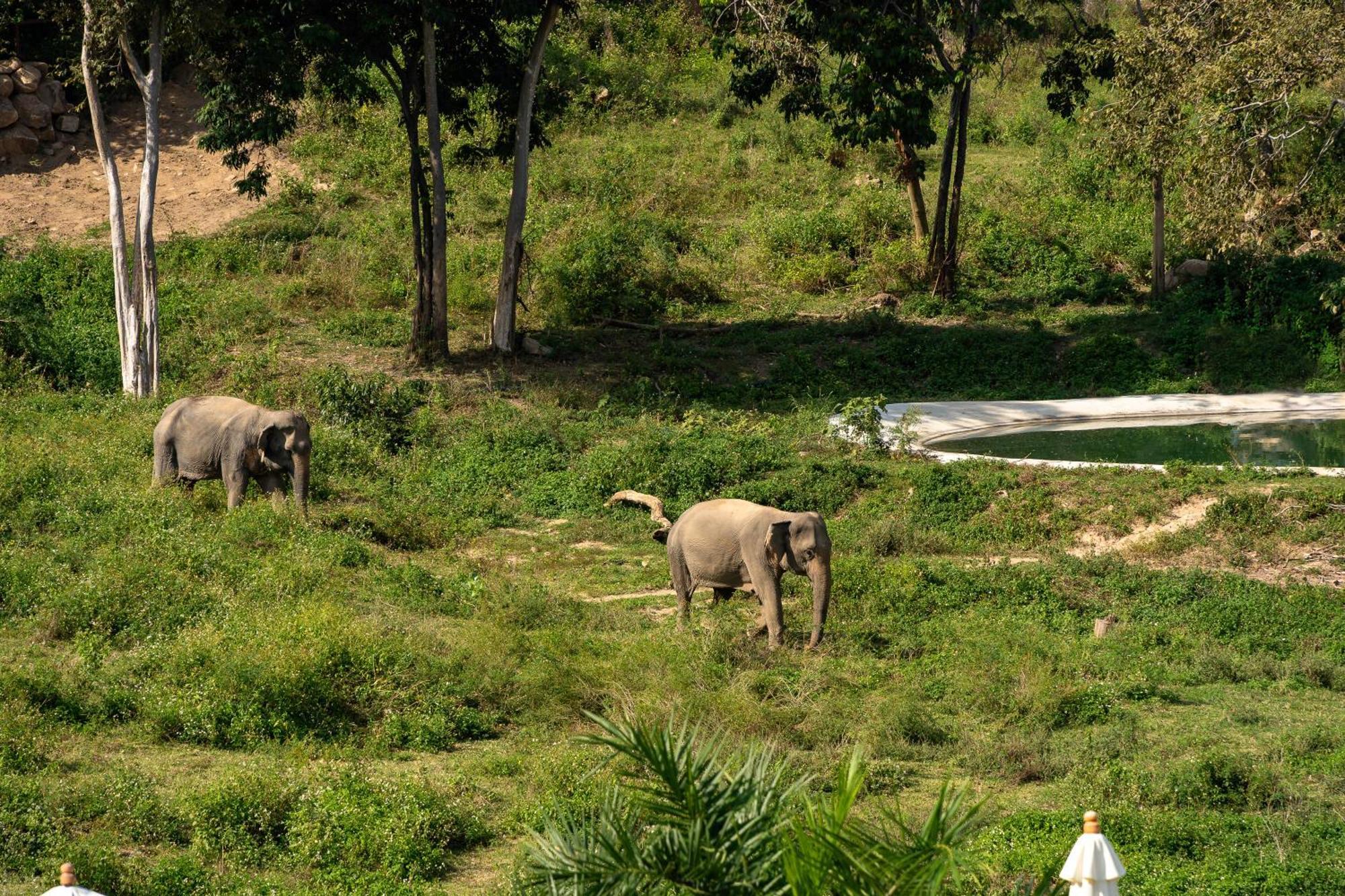 Wild Cottages Elephant Sanctuary Resort Amphoe Koksamui Εξωτερικό φωτογραφία